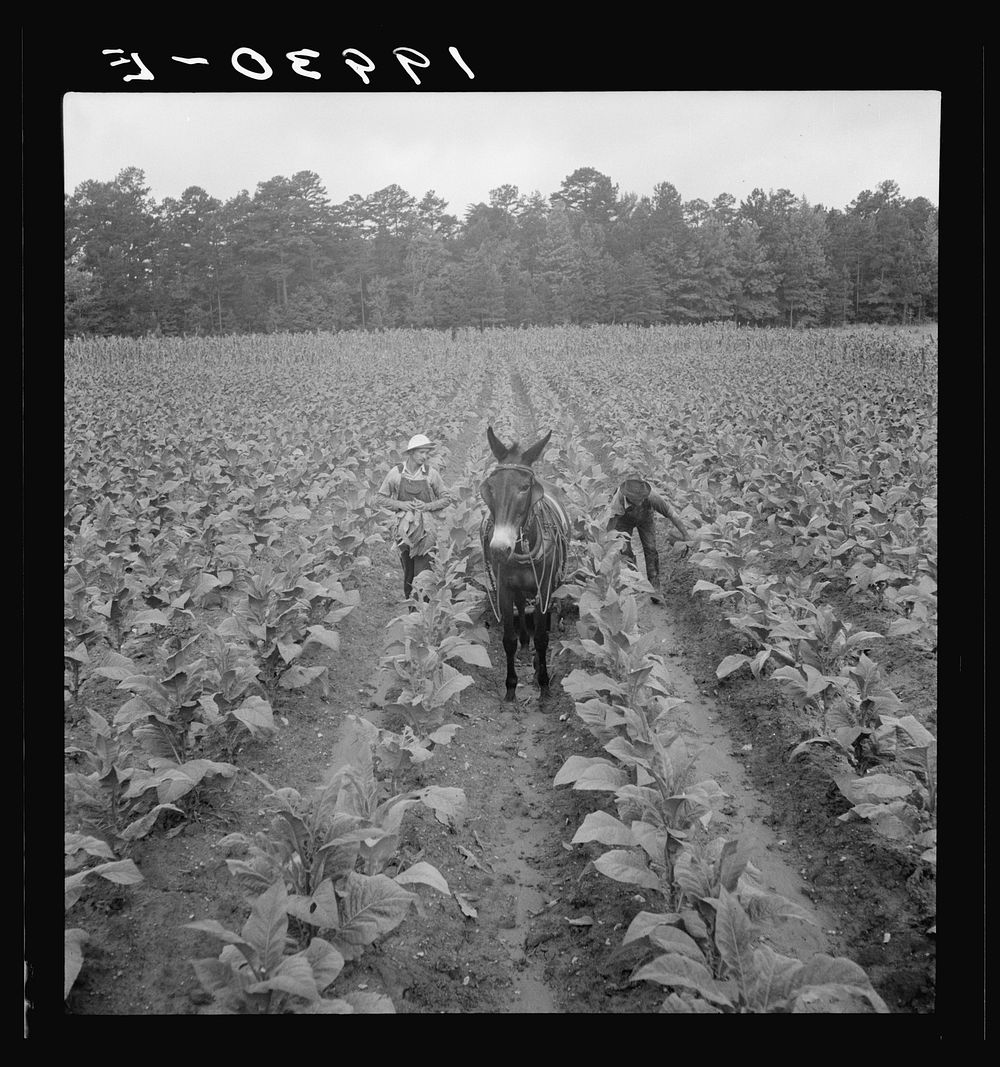 Putting in tobacco. Shoofly, North Carolina. Sourced from the Library of Congress.