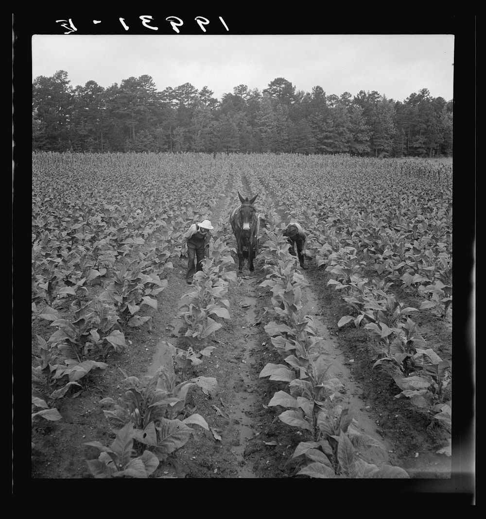 [Untitled photo, possibly related to: Putting in tobacco. Shoofly, North Carolina]. Sourced from the Library of Congress.