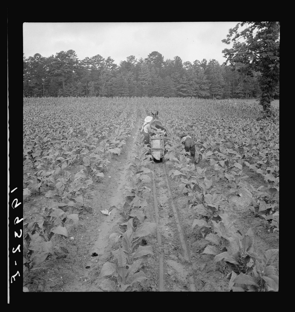 [Untitled photo, possibly related to: Putting in tobacco. Shoofly, North Carolina]. Sourced from the Library of Congress.