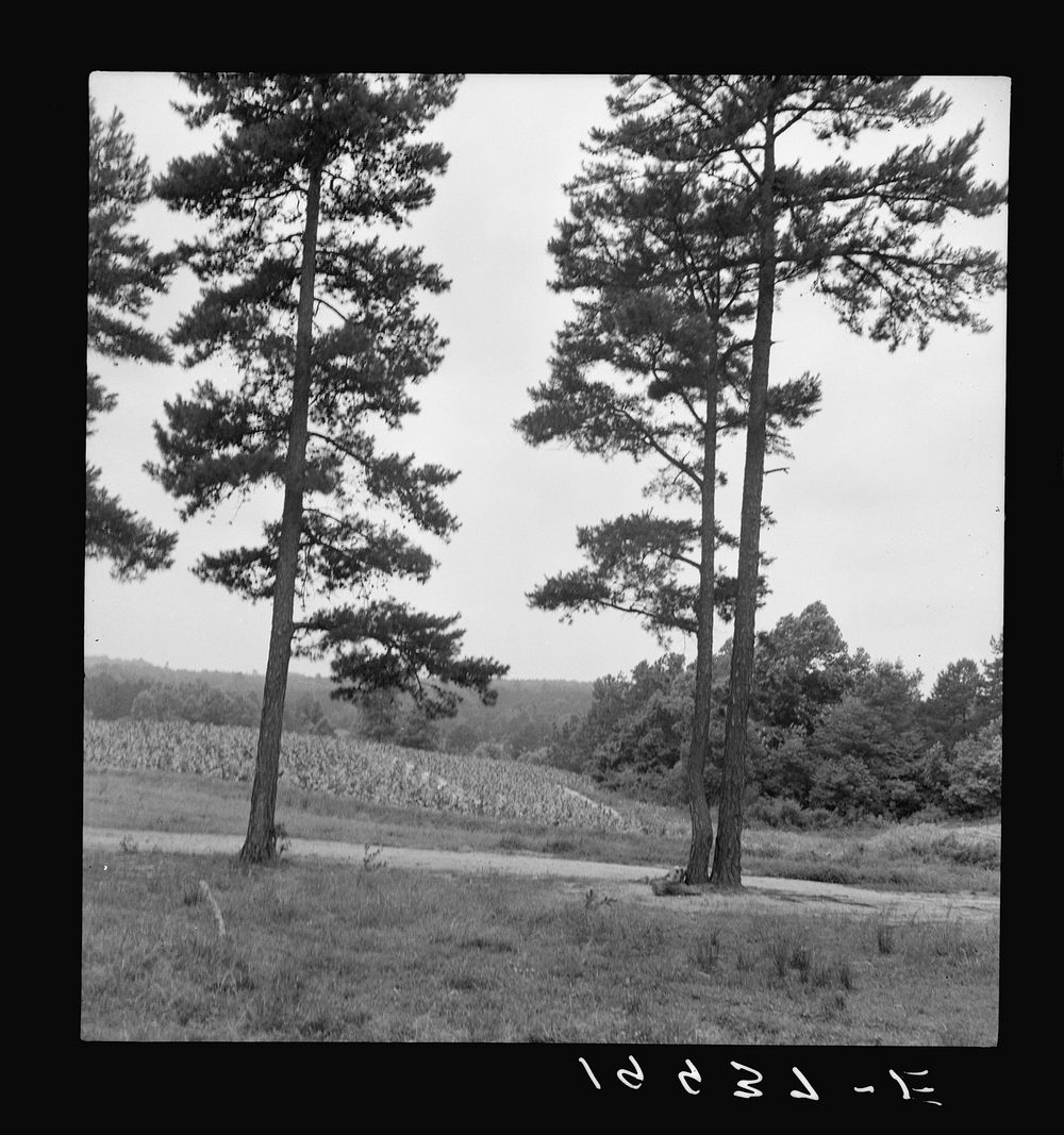 [Untitled photo, possibly related to: Henhouse on  tobacco farm. Note pine trees, road, field. Person County, North…