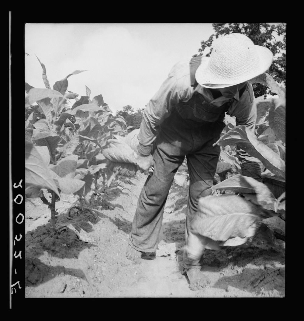 [Untitled photo, possibly related to: White sharecropper, Mr. Taylor, has just finished priming this field of tobacco.…
