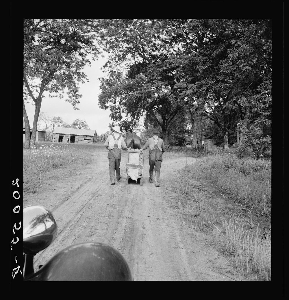 Mr. Taylor and wage laborer slide tobacco to the barn from the field, about a quarter of a mile. Granville County, North…