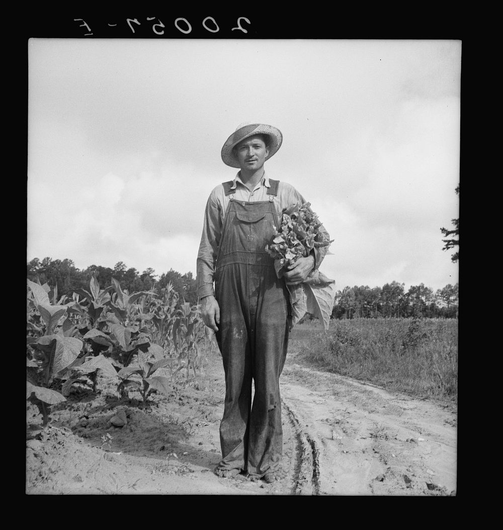 White sharecropper, Mr. Taylor, has just finished priming this field of tobacco. Granville County, North Carolina. Sourced…
