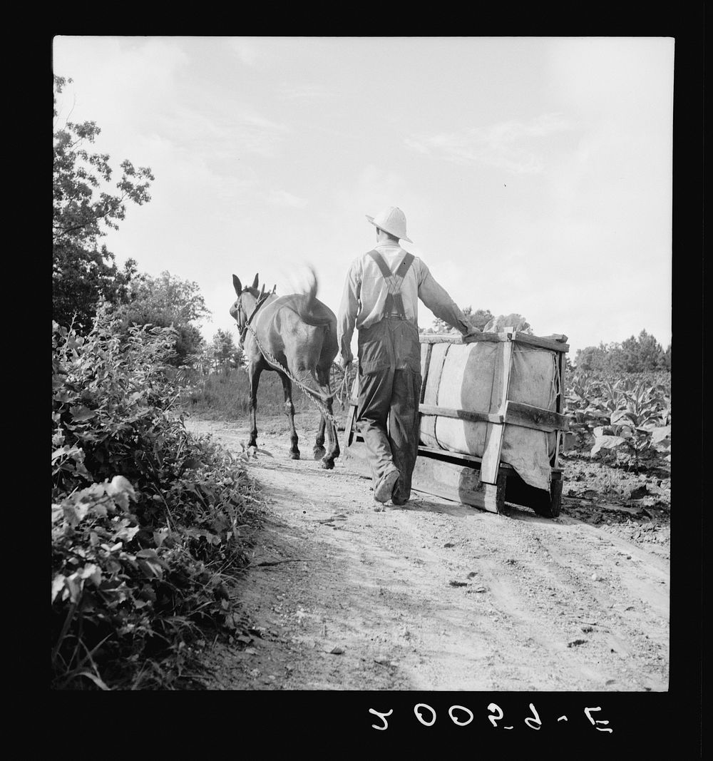 [Untitled photo, possibly related to: Mr. Taylor and wage laborer slide tobacco to the barn from the field, about a quarter…