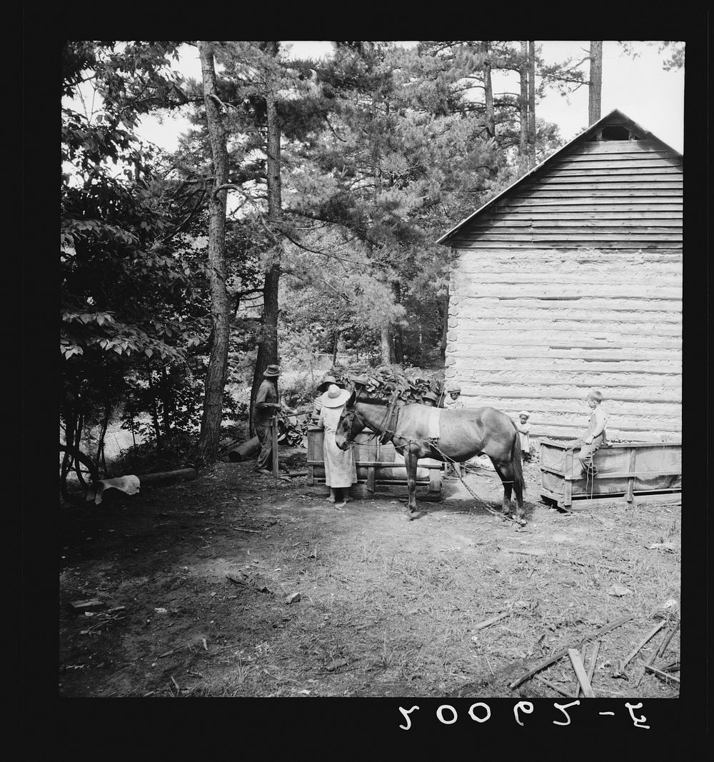 [Untitled photo, possibly related to: Young son of tenant farmer gathering sticks for workers to string tobacco on.…