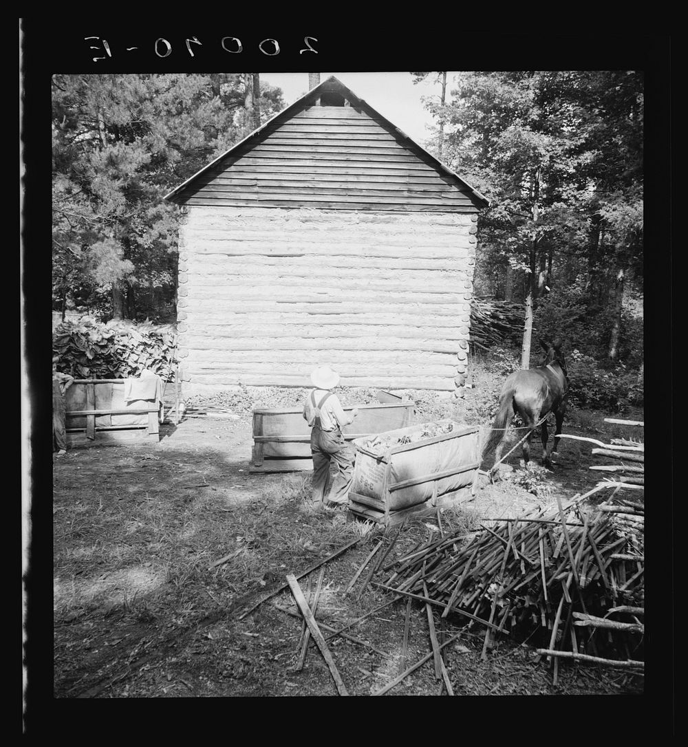 [Untitled photo, possibly related to: Young son of tenant farmer gathering sticks for workers to string tobacco on.…