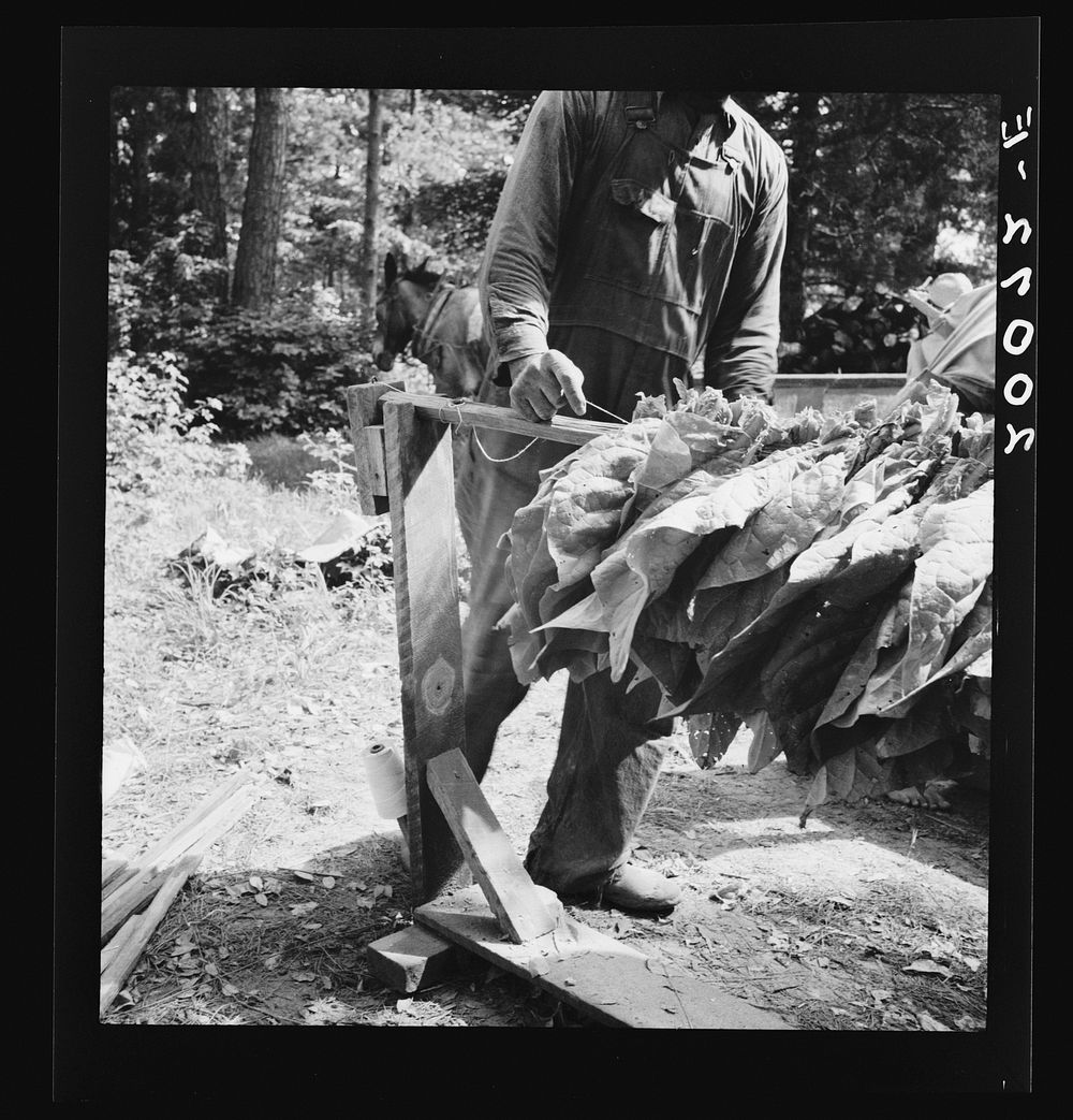 Stringing tobacco. Note "horses" for holding the sticks while stringing. Granville County, North Carolina. Sourced from the…