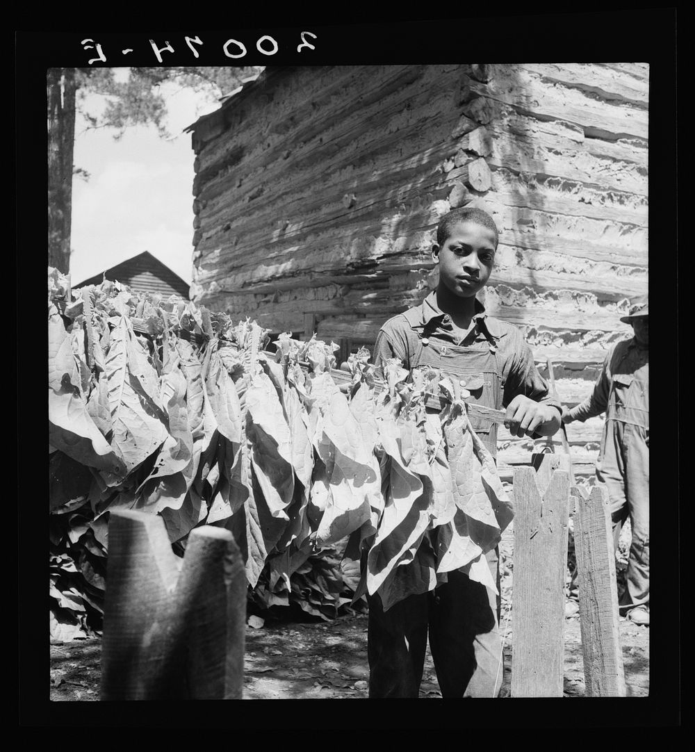 Tobacco strung on sticks. Granville County, North Carolina. Sourced from the Library of Congress.
