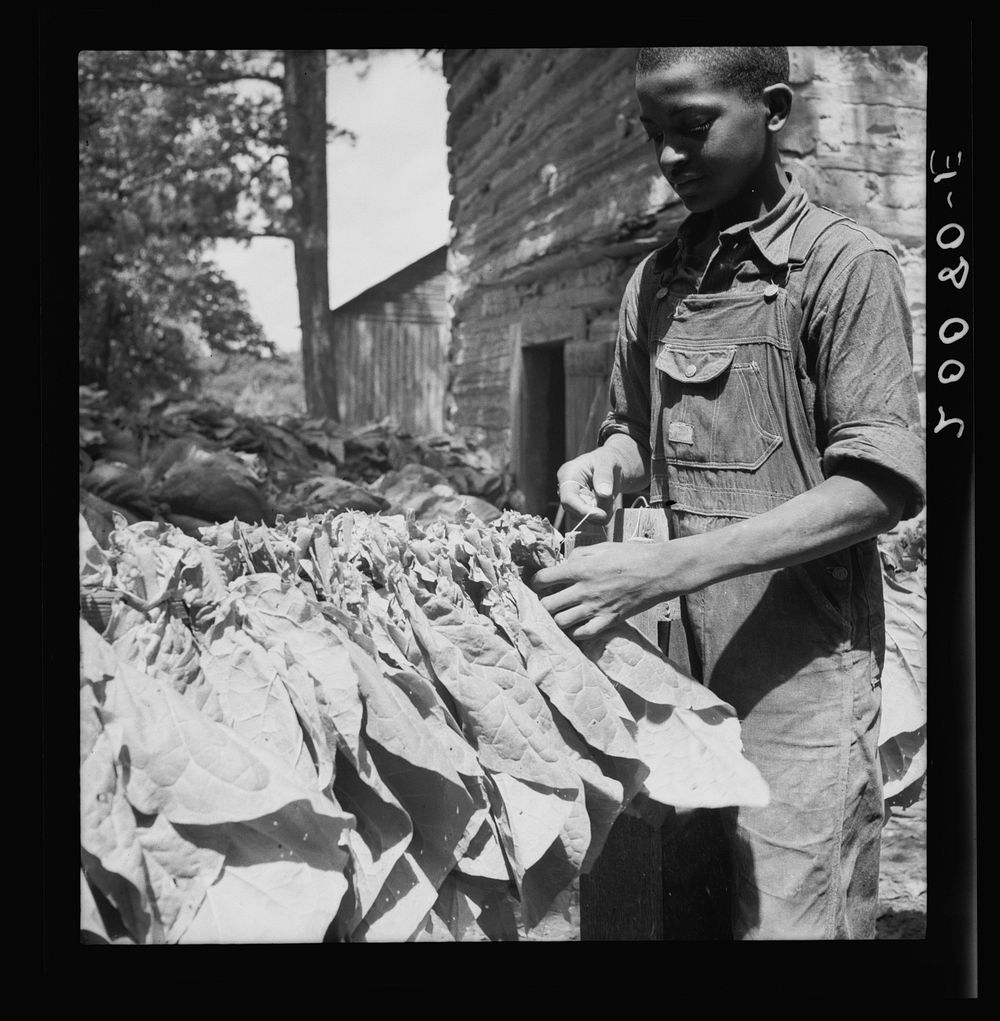 [Untitled photo, possibly related to: Tobacco strung on sticks. Granville County, North Carolina]. Sourced from the Library…
