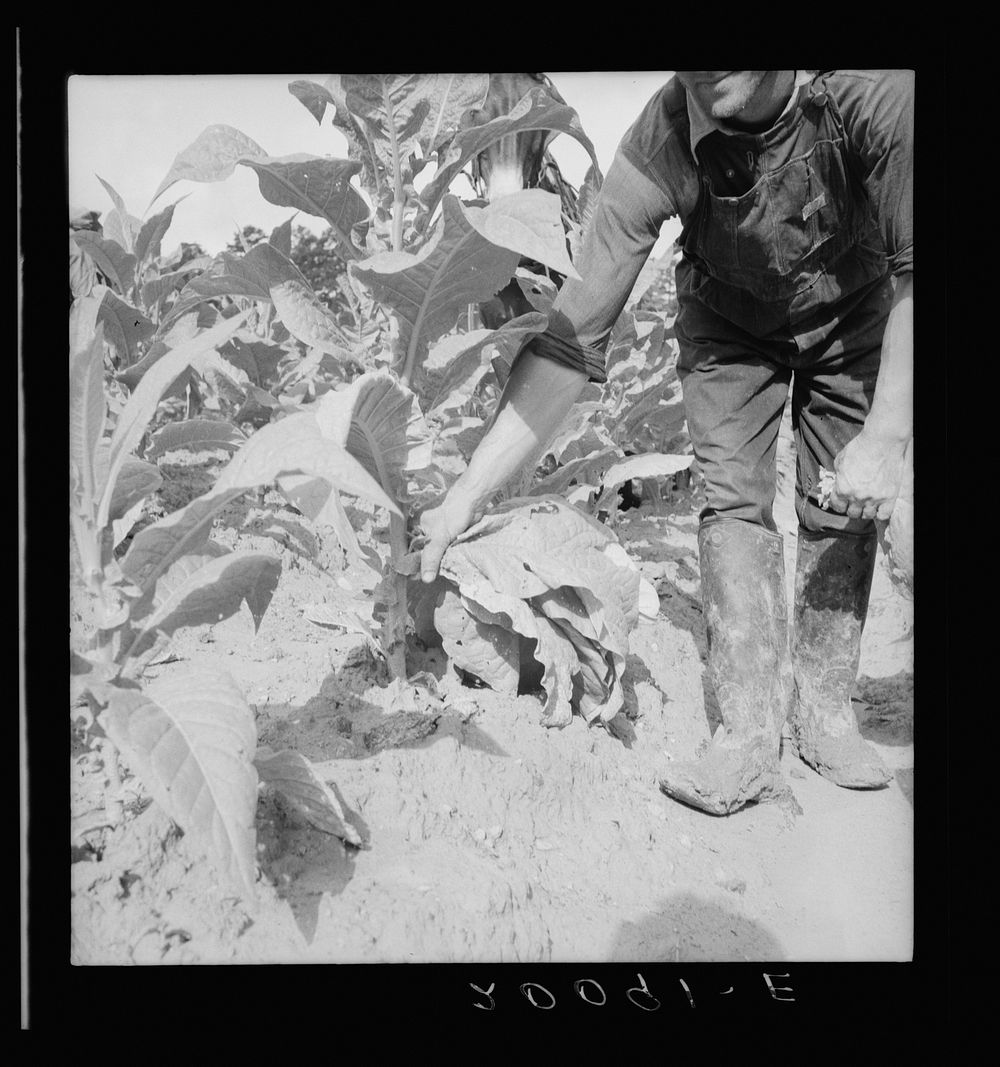 Wage laborer topping tobacco. Granville County, North Carolina. Sourced from the Library of Congress.