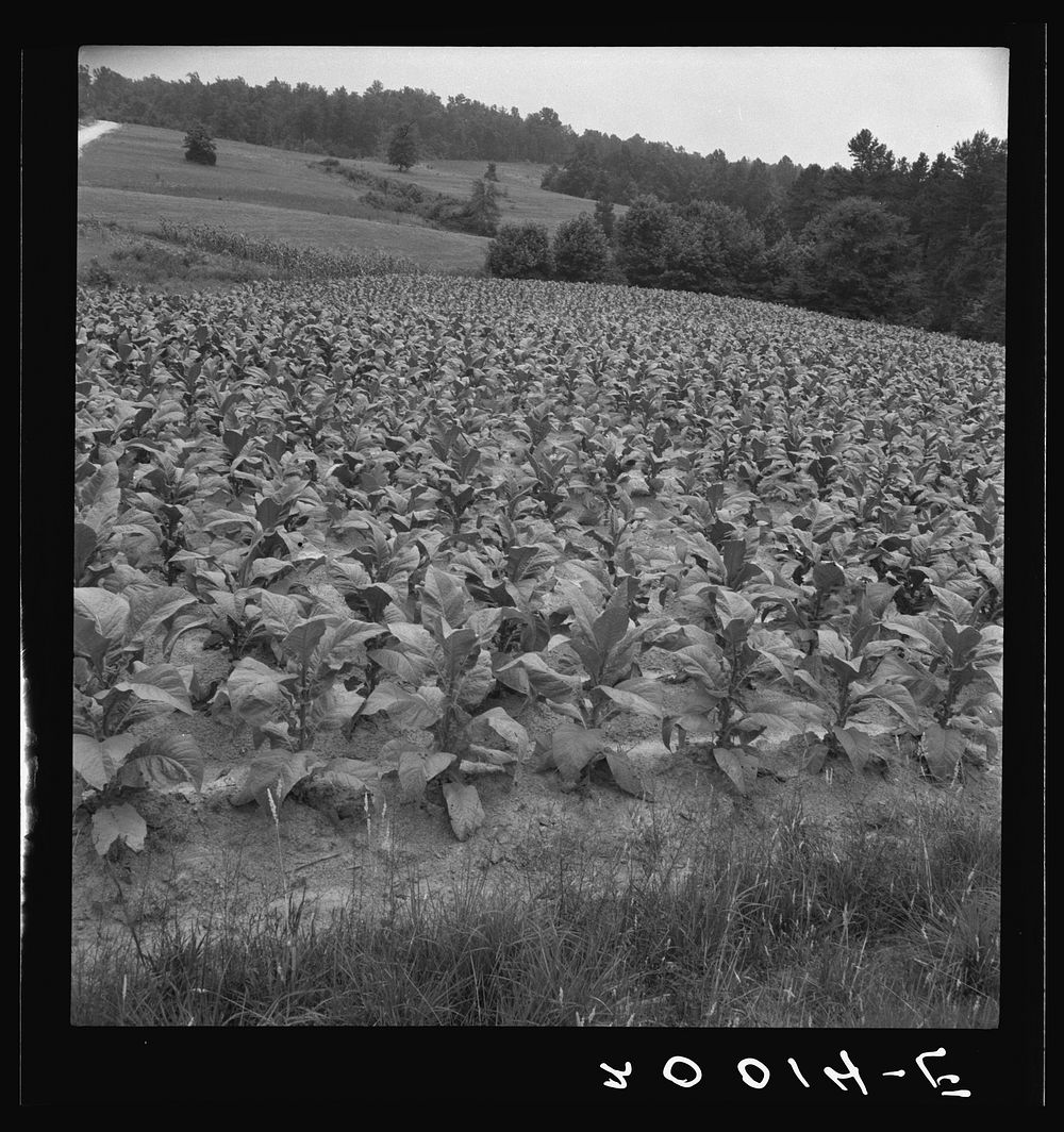 Bright cigarette tobacco growing in  sharecropper's field. It grows in light sandy loam. Near Upchurch, North Carolina.…