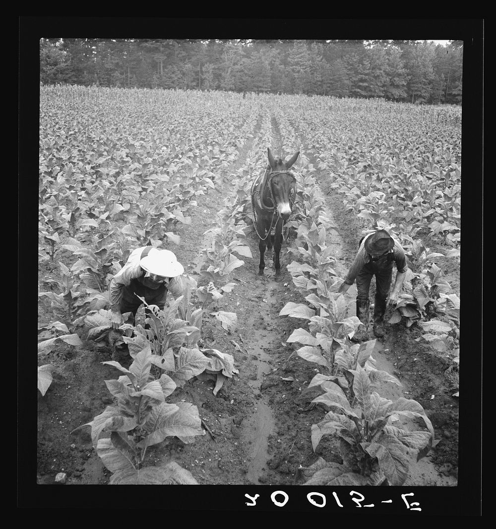 Tobacco field, early morning, where white sharecropper and wage laborer are priming tobacco. Shoofly, North Carolina.…