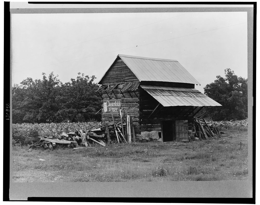 The tobacco barn, a distinctive American architectural form. Note tobacco growing in field behind barn. Person County, North…