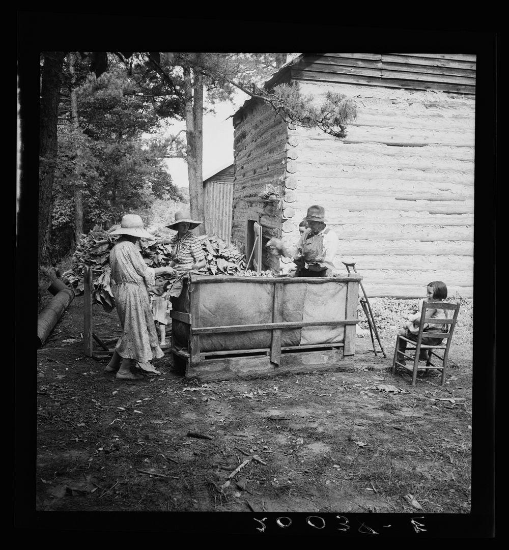 [Untitled photo, possibly related to: Wives of tobacco tenants pile the tobacco before the barn preparatory to firing.…
