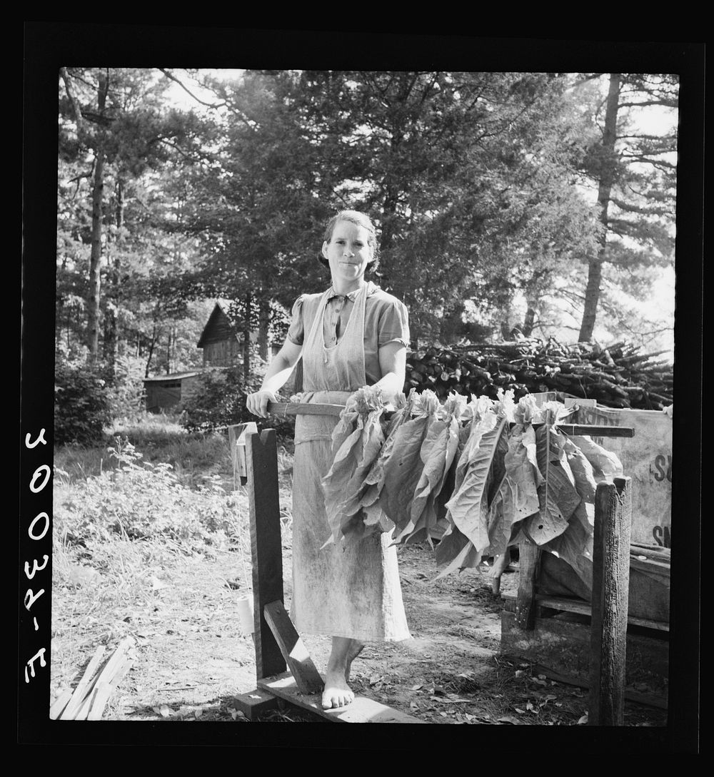 Wife of tenant farmer, Mrs. Oakley, works stringing tobacco during the harvest season. Granville County, North Carolina.…