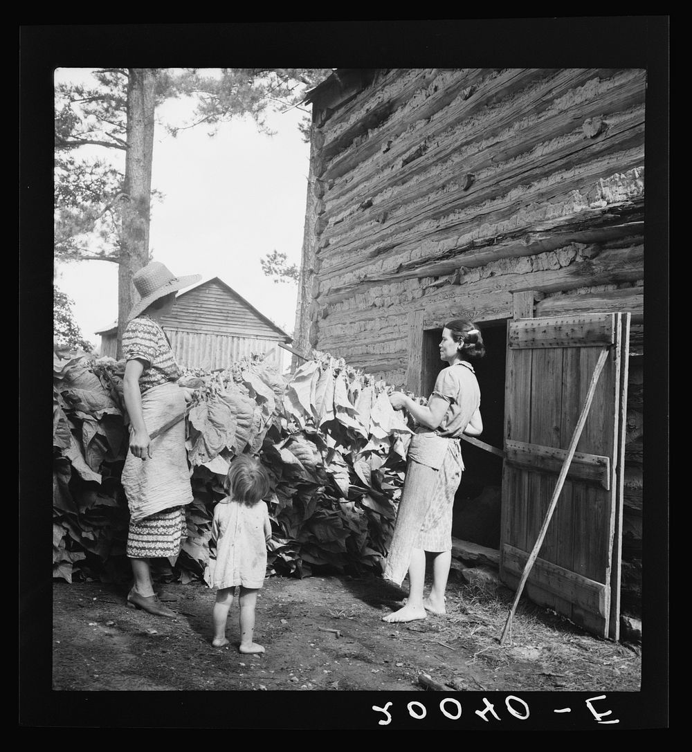 Wives of tobacco tenants pile the tobacco before the barn preparatory to firing. Granville County, North Carolina. Sourced…