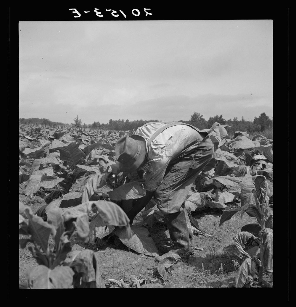 [Untitled photo, possibly related to:  tenants topping and suckering tobacco plants. Granville County, North Carolina].…