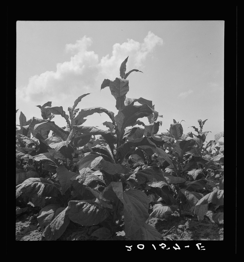 [Untitled photo, possibly related to: Good tobacco, topped and ready for priming. Granville County, North Carolina]. Sourced…