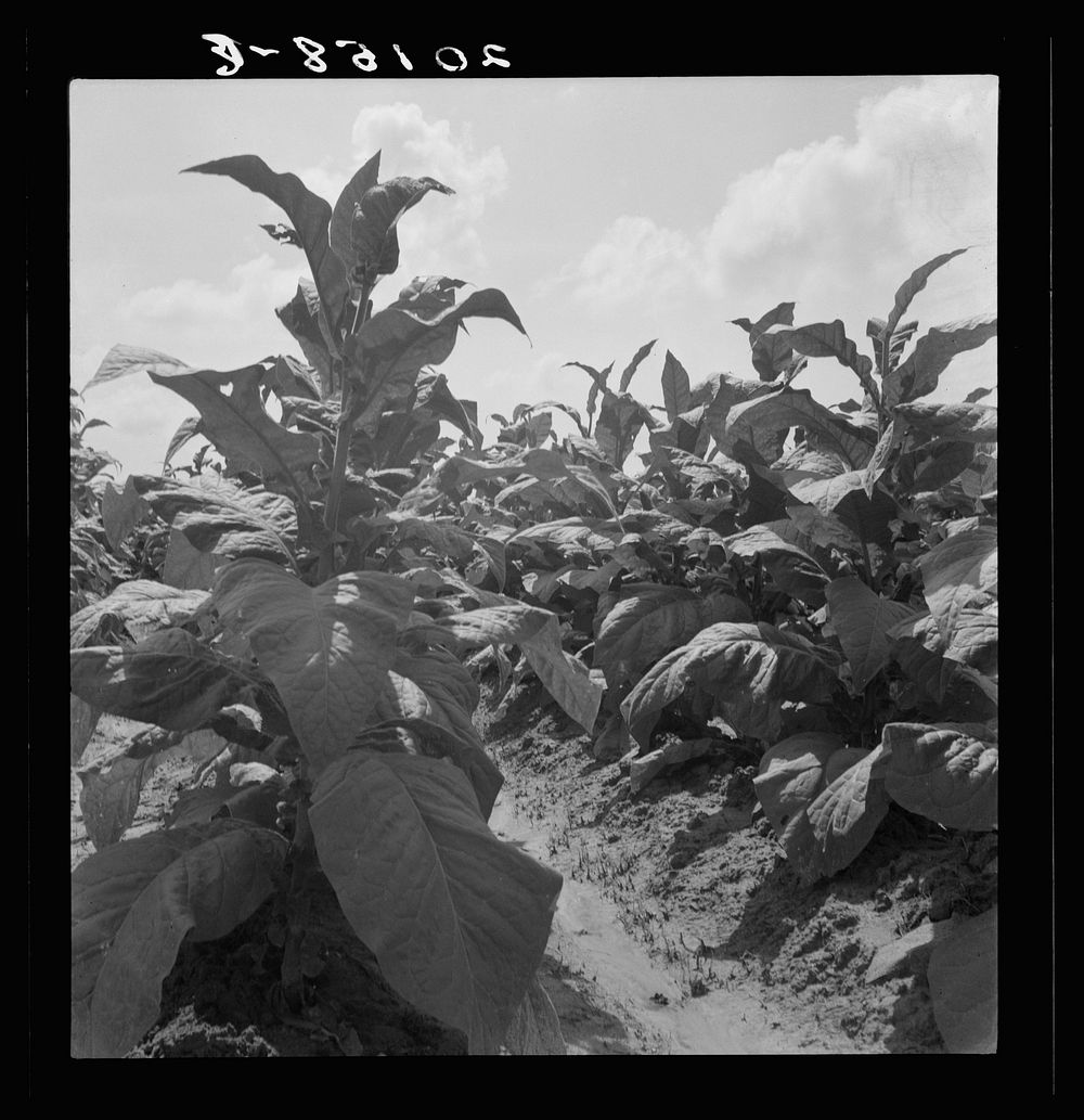 Good tobacco, topped and ready for priming. Granville County, North Carolina. Sourced from the Library of Congress.