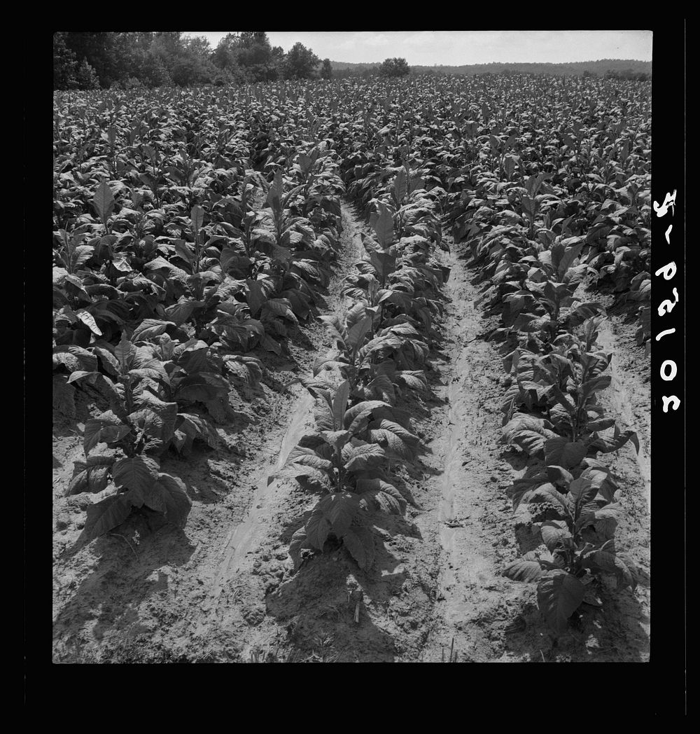 Tobacco field of  sharecropper. A large field for this area. Tobacco is almost ready for priming. Wake County, North…