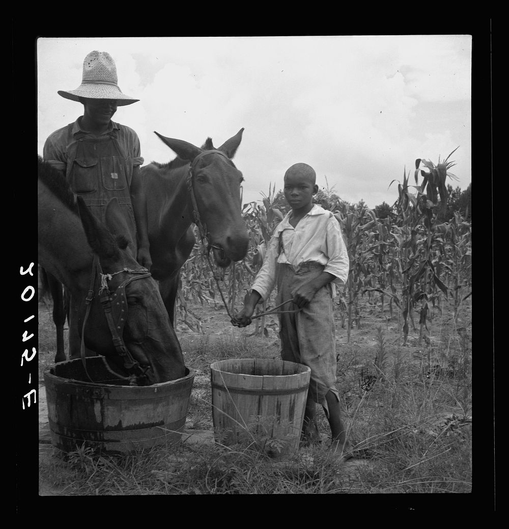 Noontime. Son and grandson of tenant farmer bring in the mules to water at noon. Granville County, North Carolina. Sourced…