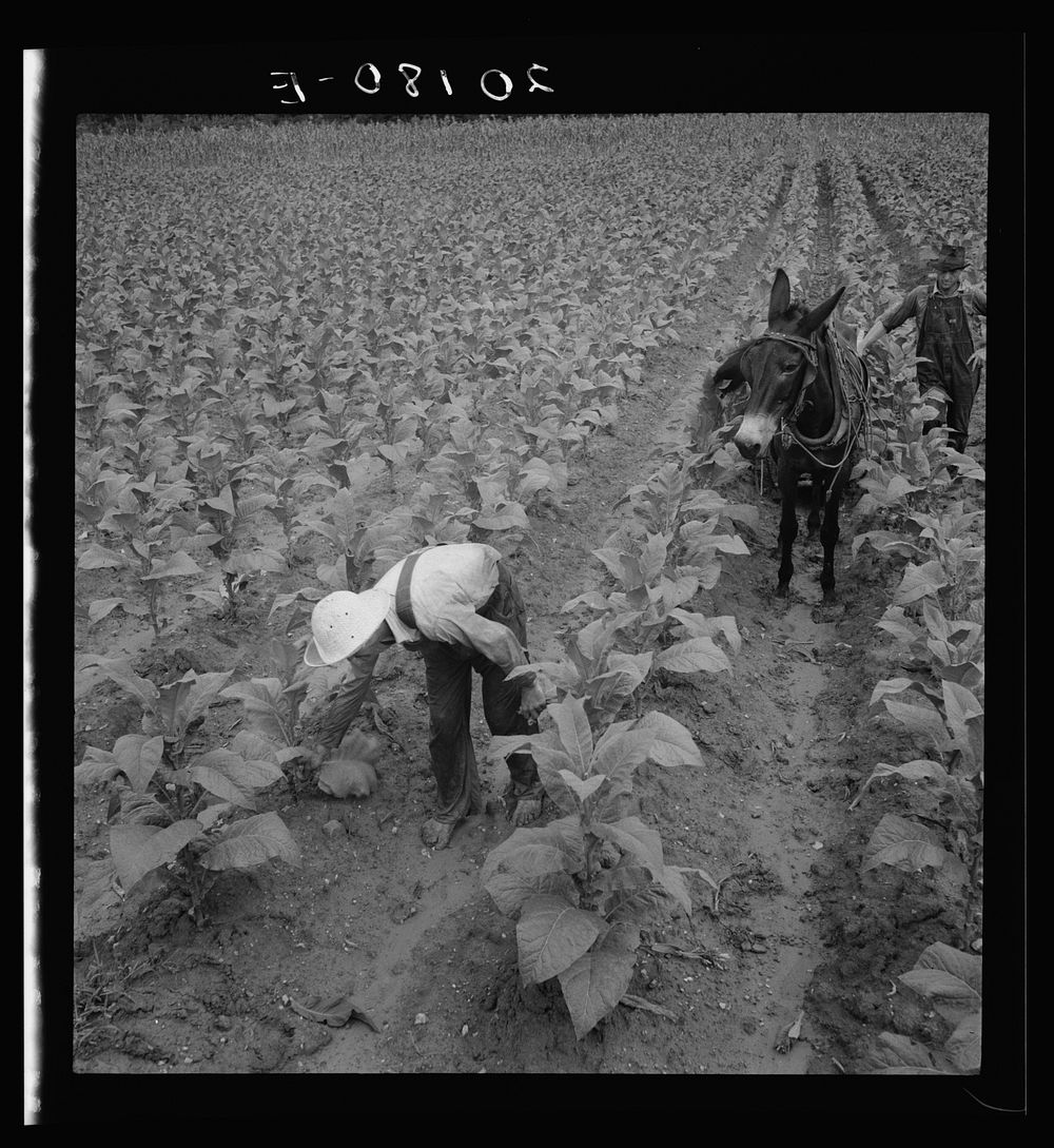 White sharecropper and wage laborer priming tobacco early in the morning. Granville County, North Carolina. Sourced from the…