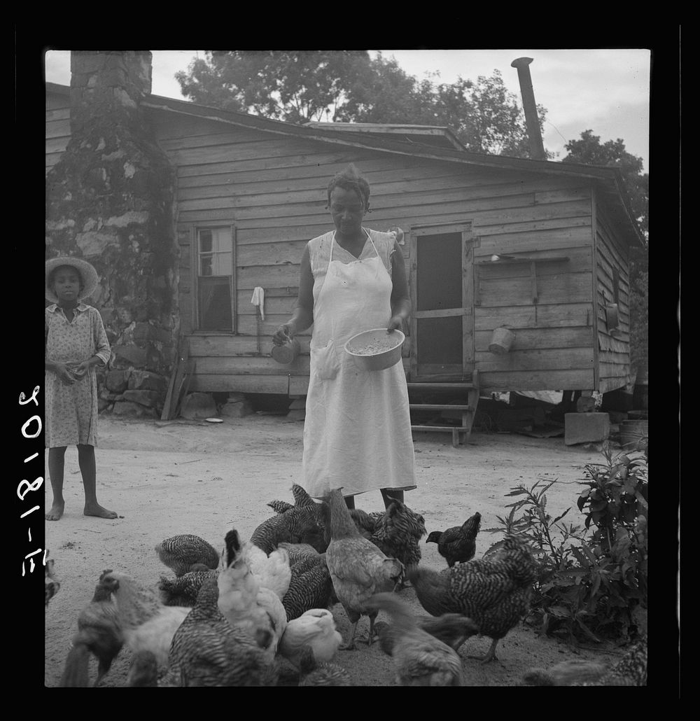 [Untitled photo, possibly related to: Noontime chores: feeding chickens on  tenant farm. Granville County, North Carolina].…