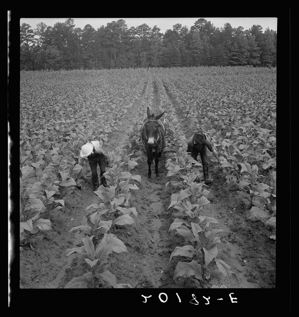 [Untitled photo, possibly related to: White sharecropper and wage laborer priming tobacco early in the morning. Granville…