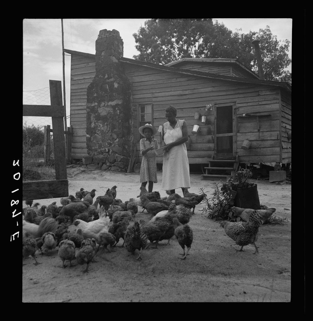 Noontime chores: feeding chickens on  tenant farm. Granville County, North Carolina. Sourced from the Library of Congress.