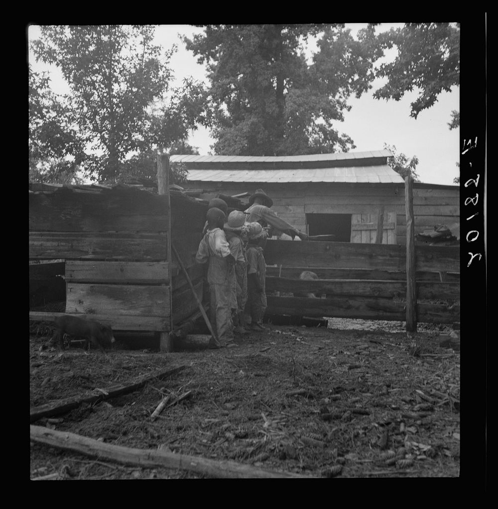 [Untitled photo, possibly related to: Noontime chores on  tenant farm. The grandfather and children off to feed the pigs.…