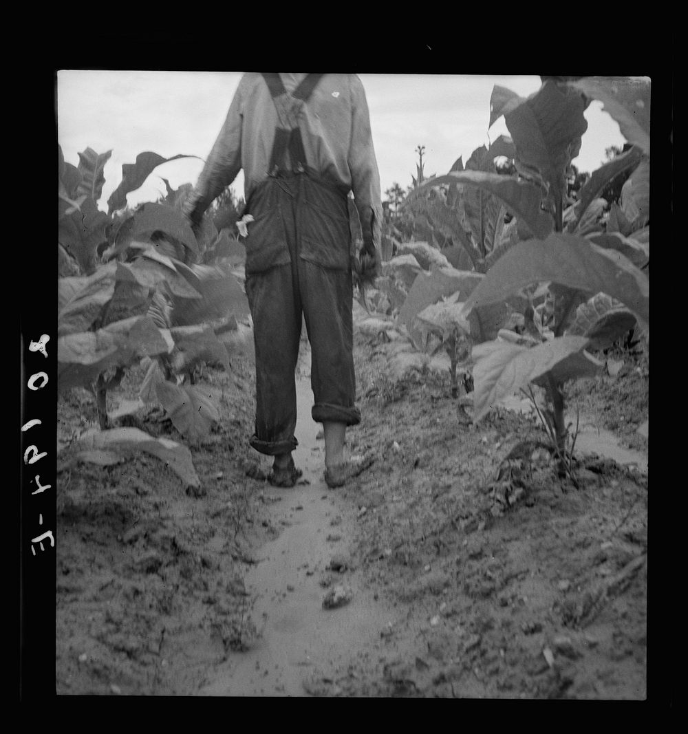 [Untitled photo, possibly related to: White sharecropper, Mr. Taylor, has just finished priming this field of tobacco.…