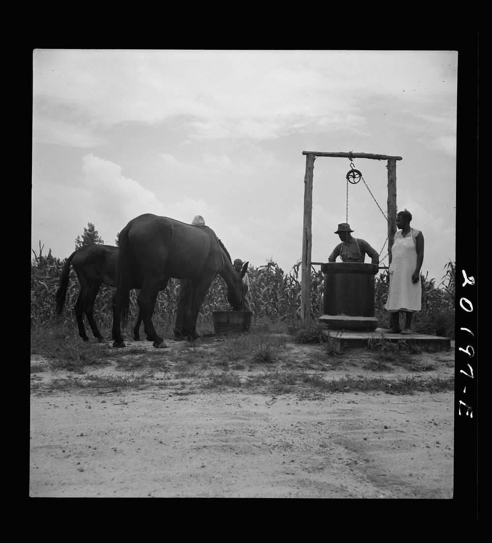 Noontime chores. Mules are brought in from the field and watered at well across the road from the house. Granville County…