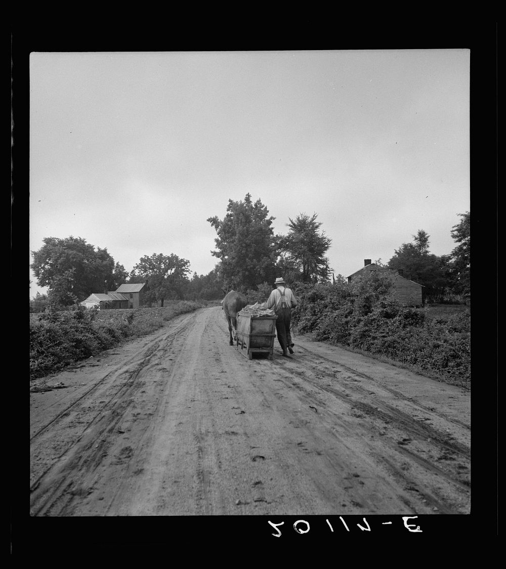 Mr. Taylor and wage laborer slide the tobacco to barn from the field, about quarter of a mile. Granville County, North…