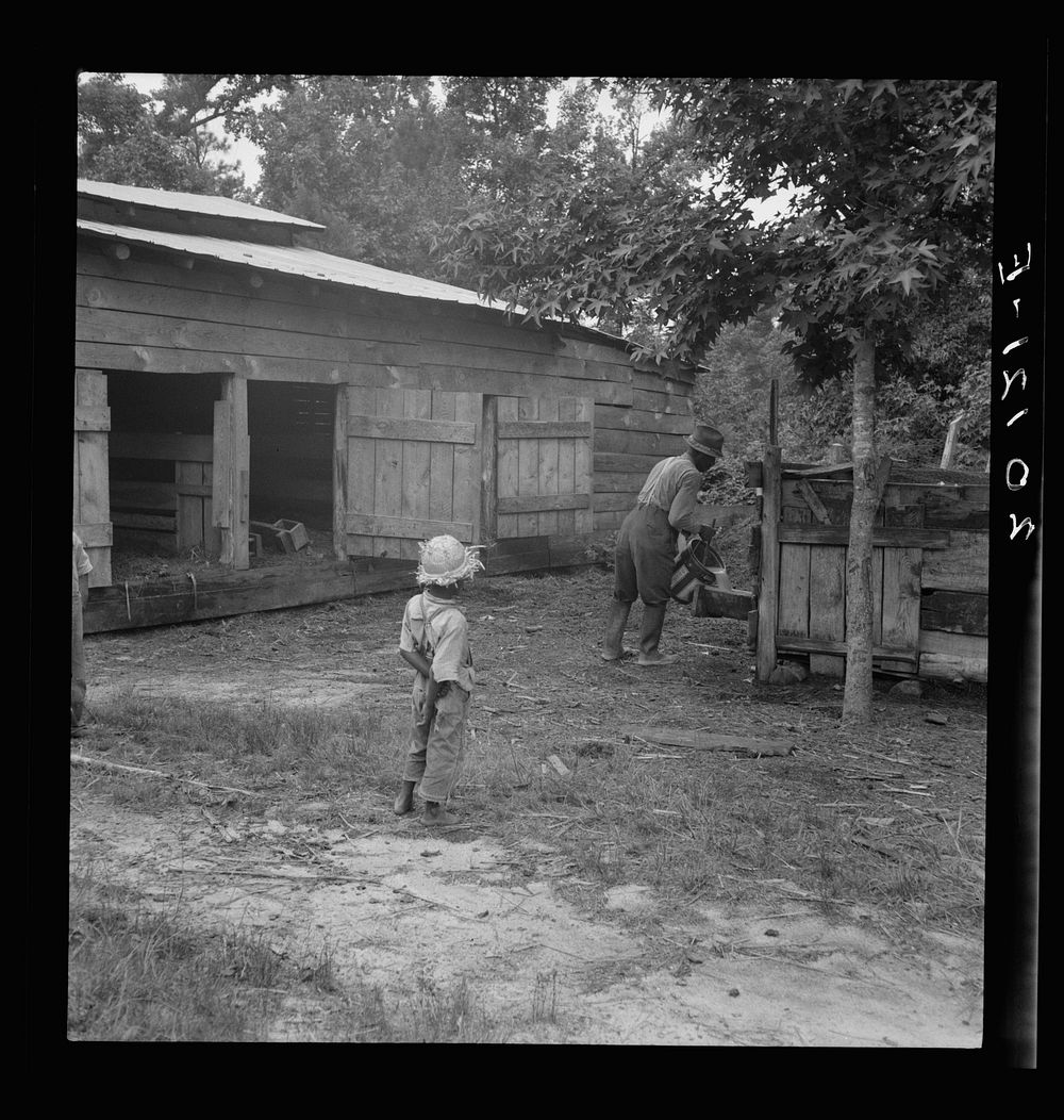 Noon time chores of  tenant farmer: feeding the pigs. Granville County, North Carolina. Sourced from the Library of Congress.