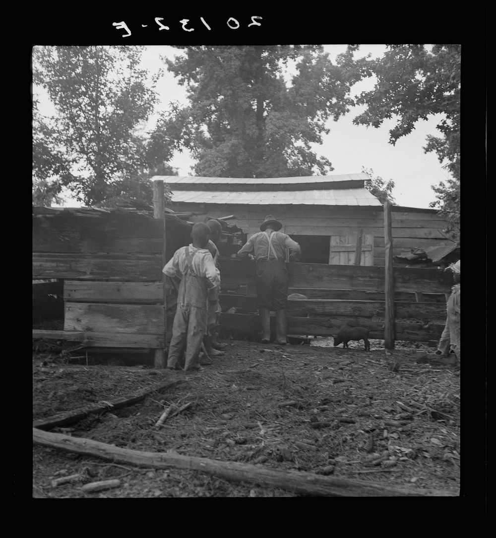 [Untitled photo, possibly related to: Noon time chores of  tenant farmer: feeding the pigs. Granville County, North…