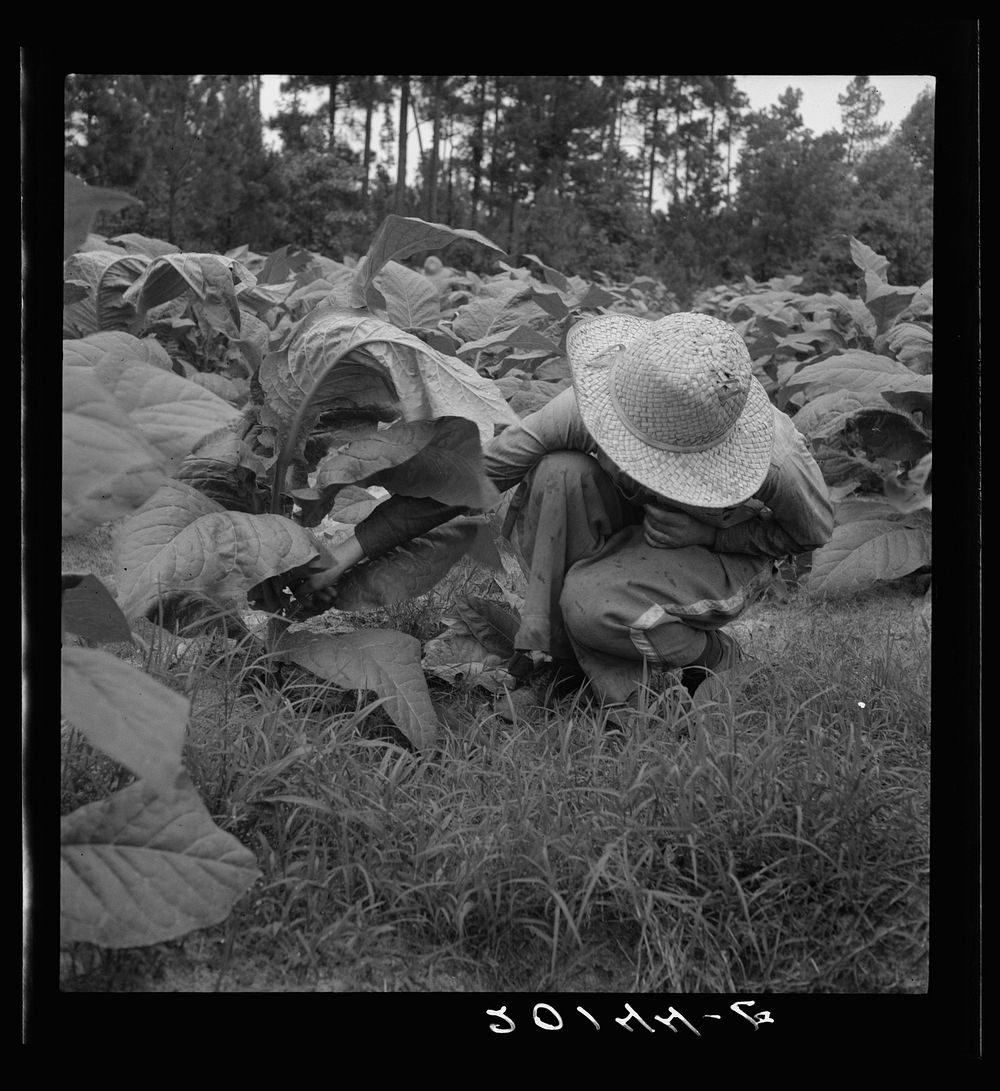 [Untitled photo, possibly related to: Owner's daughter topping tobacco. She has a patch of her own of about 1000 hills from…