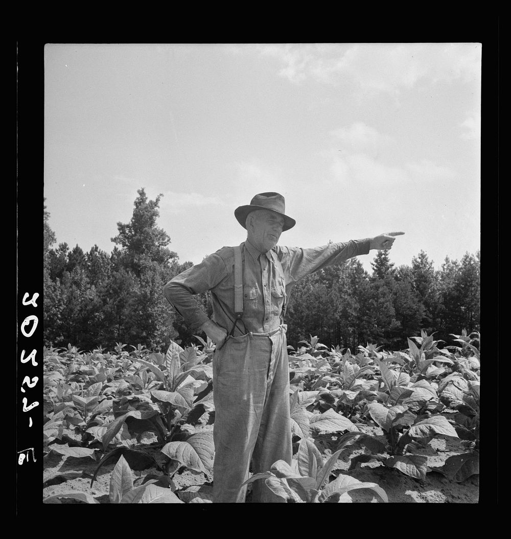 Tobacco farmer, owner of 100 acres. Person County, North Carolina. Sourced from the Library of Congress.