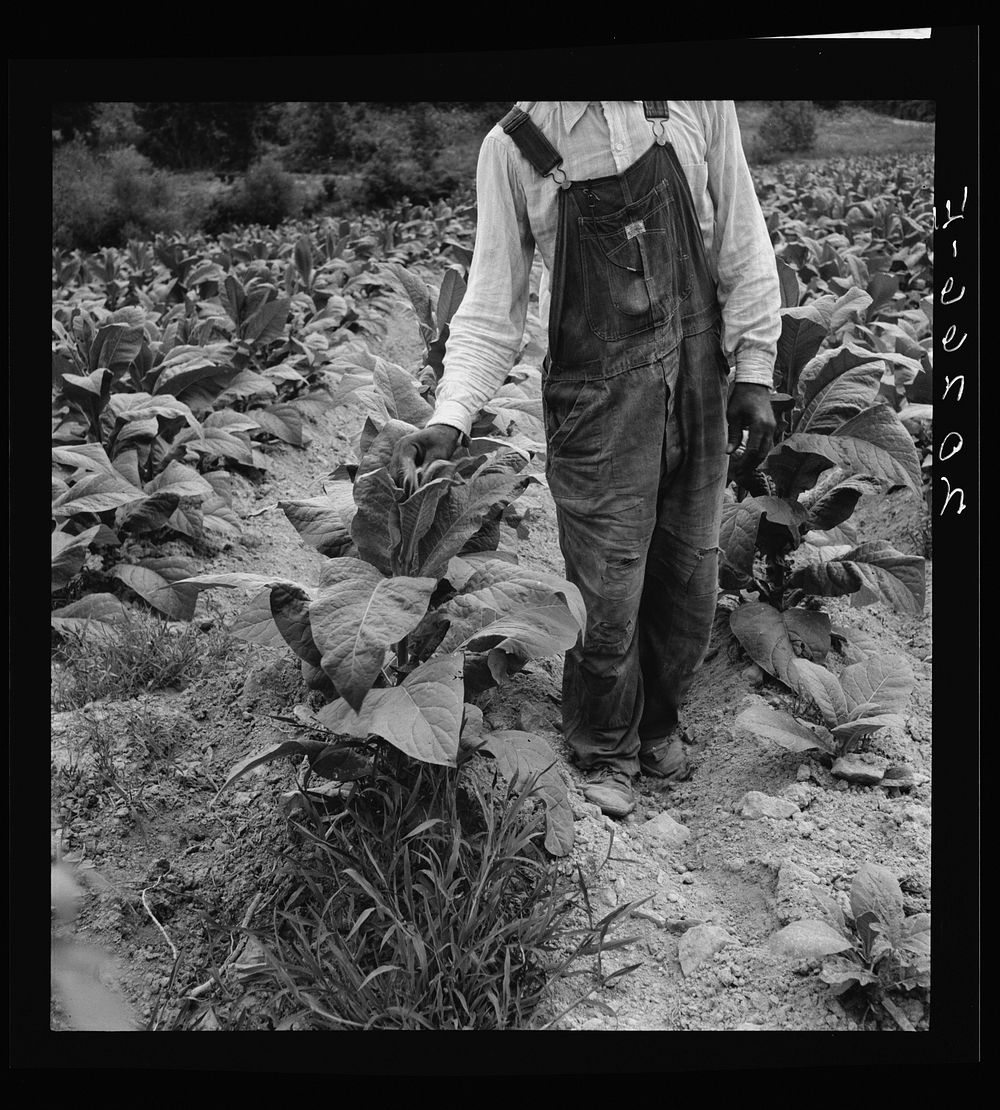  tenant topping tobacco. Person County, North Carolina. Sourced from the Library of Congress.