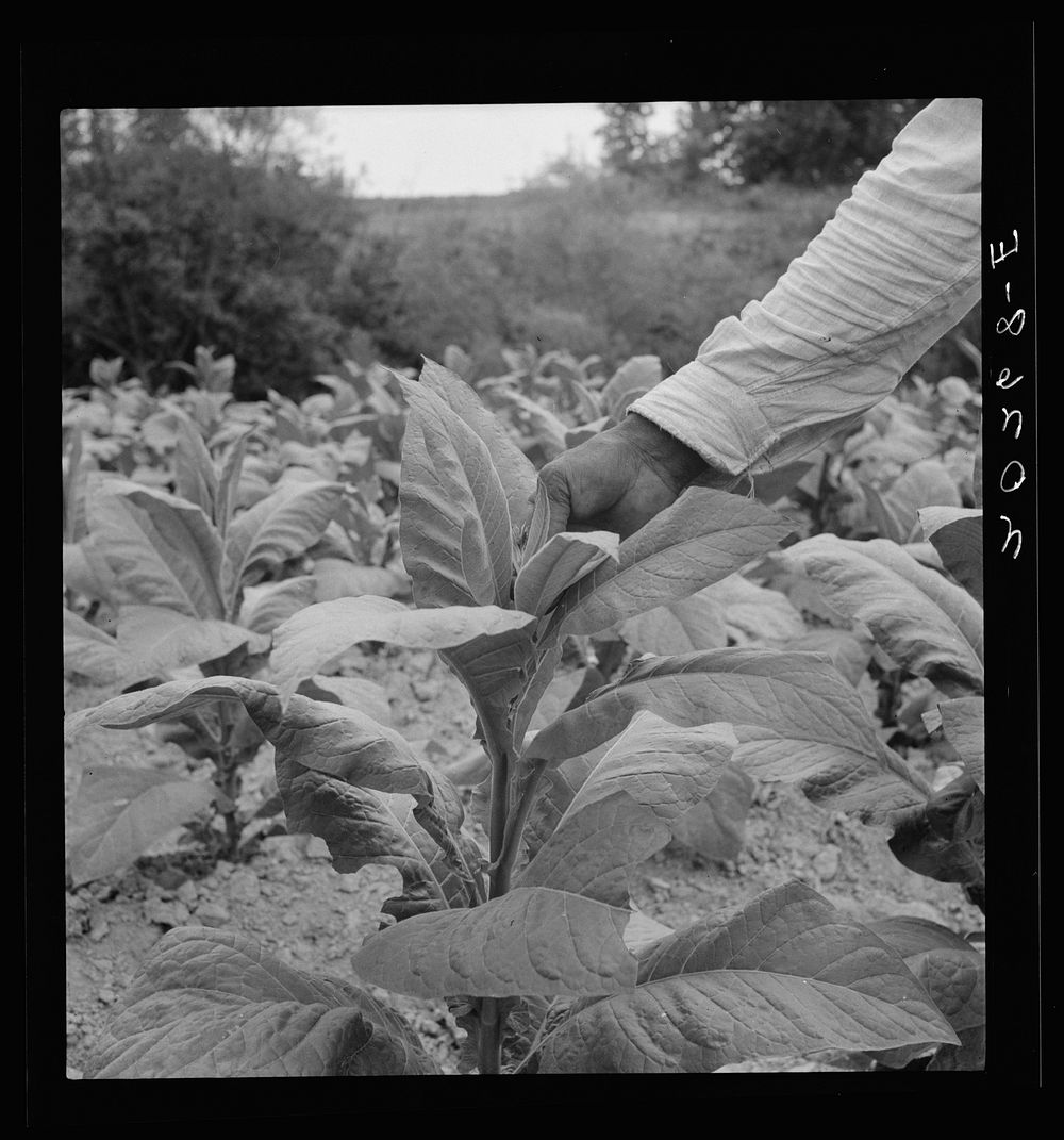  tenant topping tobacco. Person County, North Carolina. Sourced from the Library of Congress.