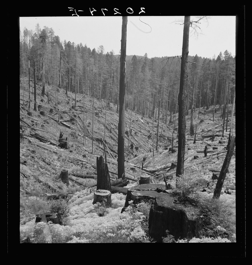Logged over land along U.S. 99. Southern Oregon. Sourced from the Library of Congress.