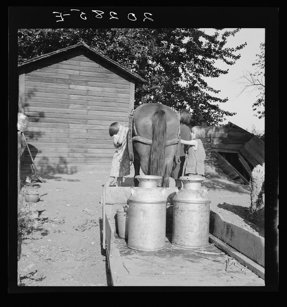 All Chris Adolf's children are hard workers on the new place. Yakima Valley, Washington. Sourced from the Library of…