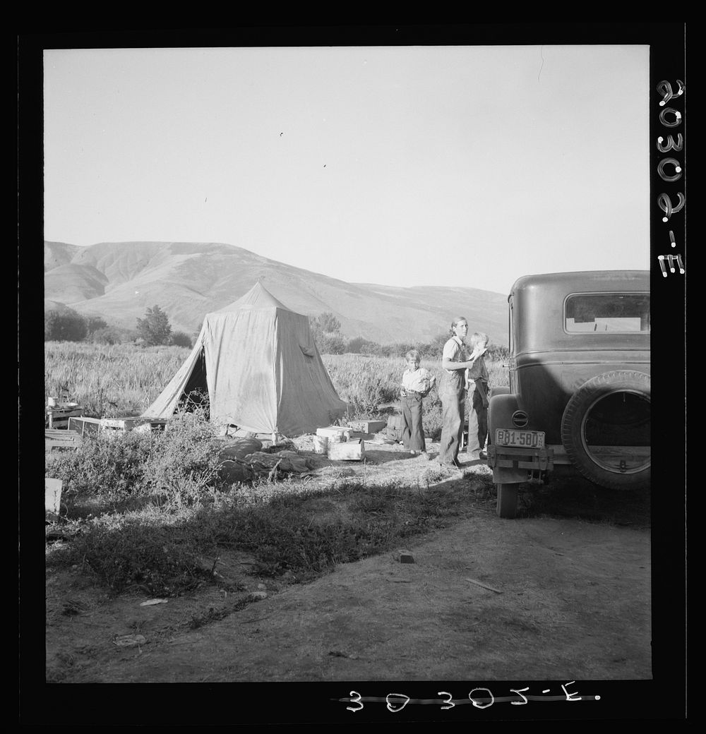 Fatherless migratory family camped behind gas station. The mother is trying to support three boys by picking pears. Just…