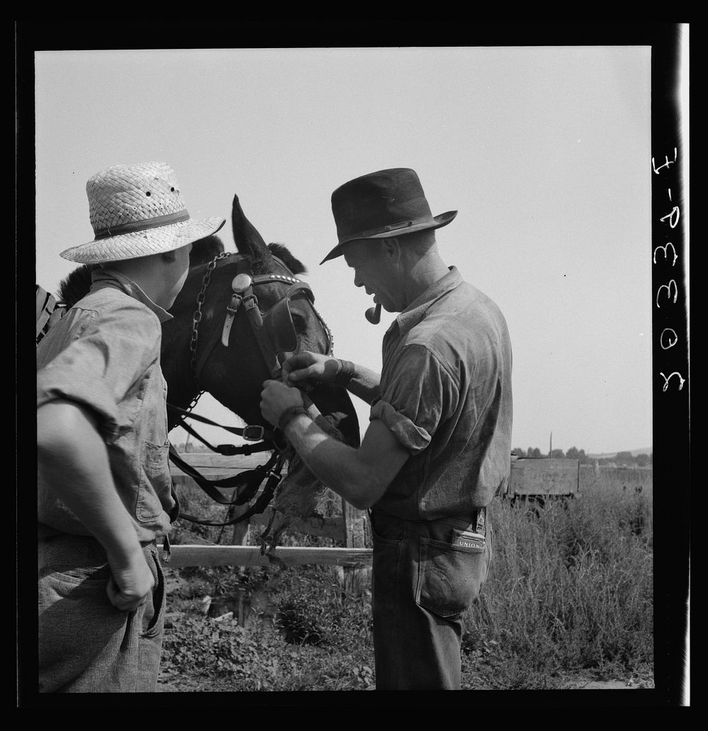 Hired man helps the farmers' oldest boy on the Myers farm. Washington, near Outlook, Yakima County. Sourced from the Library…