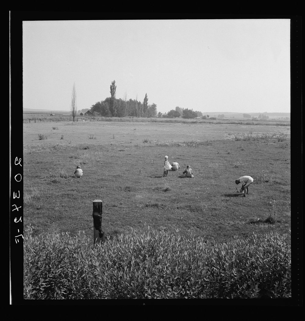 German-Russian children gathering clover seed in the pasture. Washington, Yakima Valley, near Toppenish. Sourced from the…