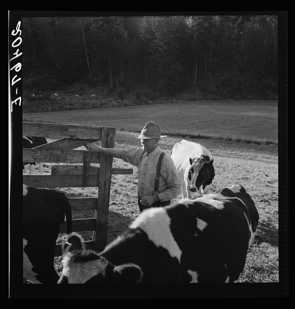 [Untitled photo, possibly related to: Western Washington, Lewis County, near Centralia. Farmer brings his team up from the…