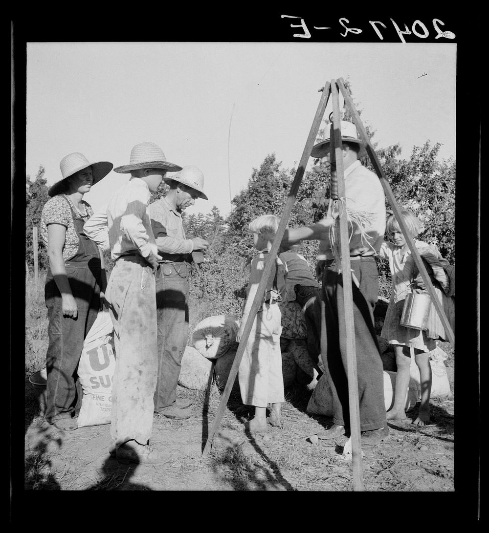 Oregon, Marion County, near West Stayton. Weighing beans at scales on edge of field. Rate: one dollar per 100 pounds.…