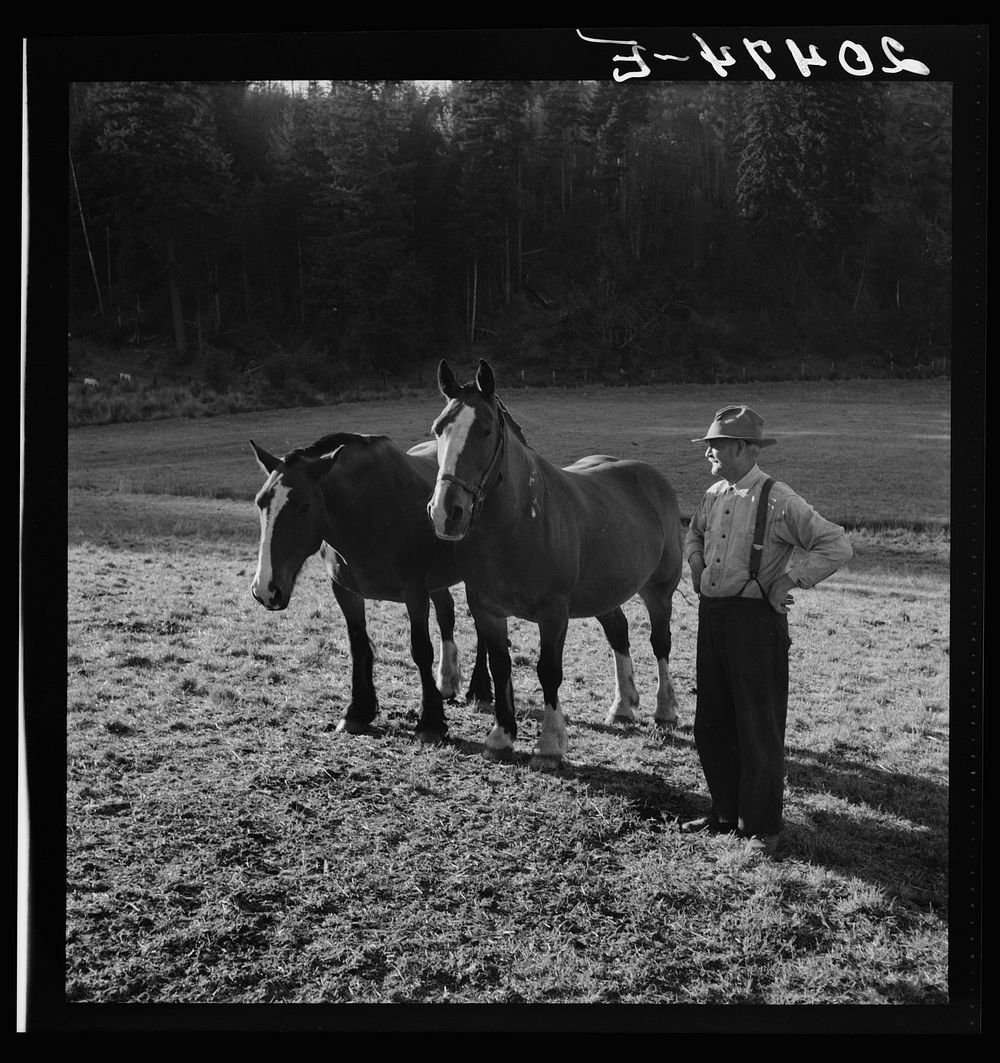 Wester Washington, Lewis County, near Centralia. Farmer shown with his team of which he is most proud.. Sourced from the…