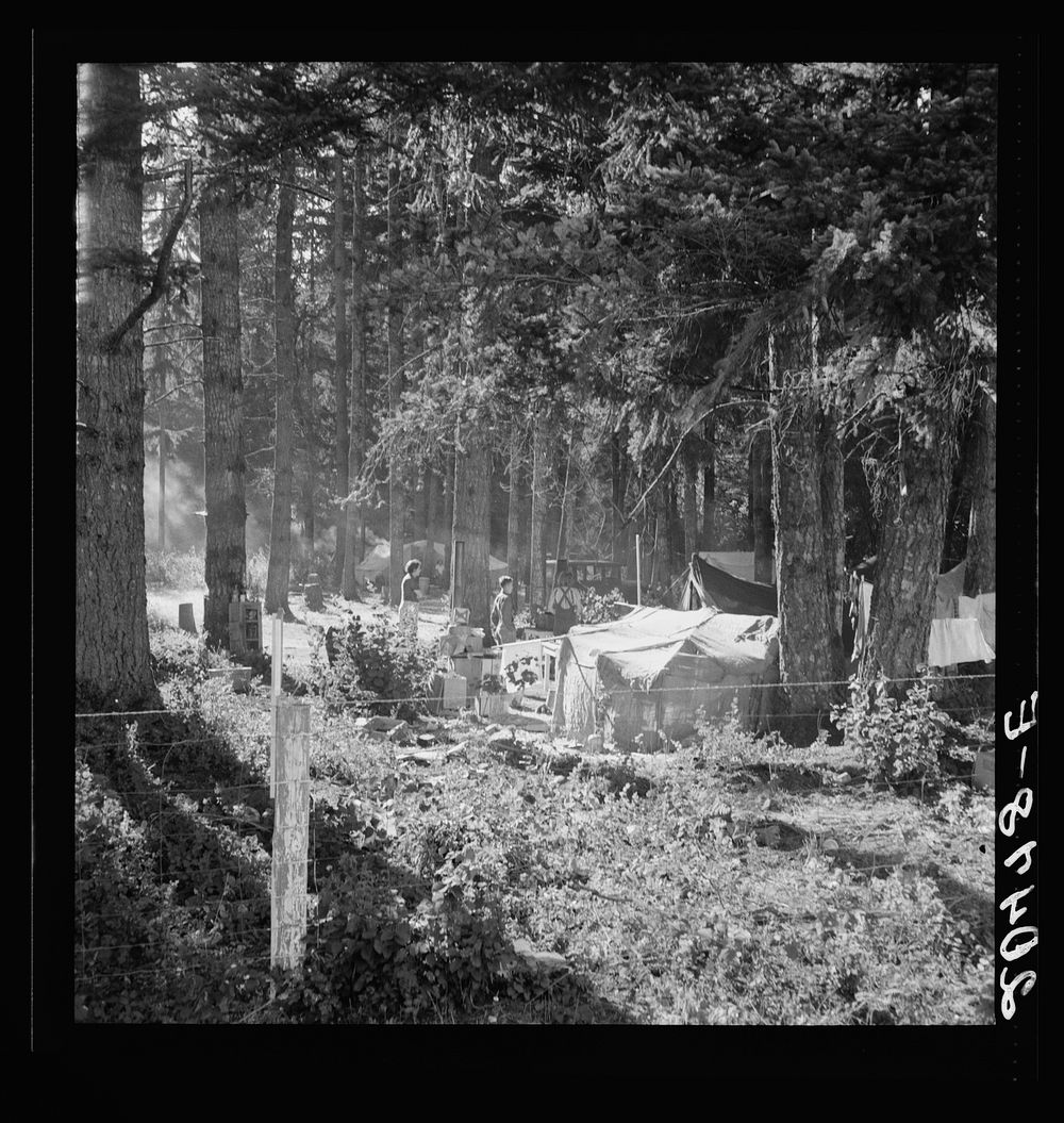 Oregon, Marion County, near West Stayton. Large private auto camp in woods at end of day. Bean pickers from many states..…