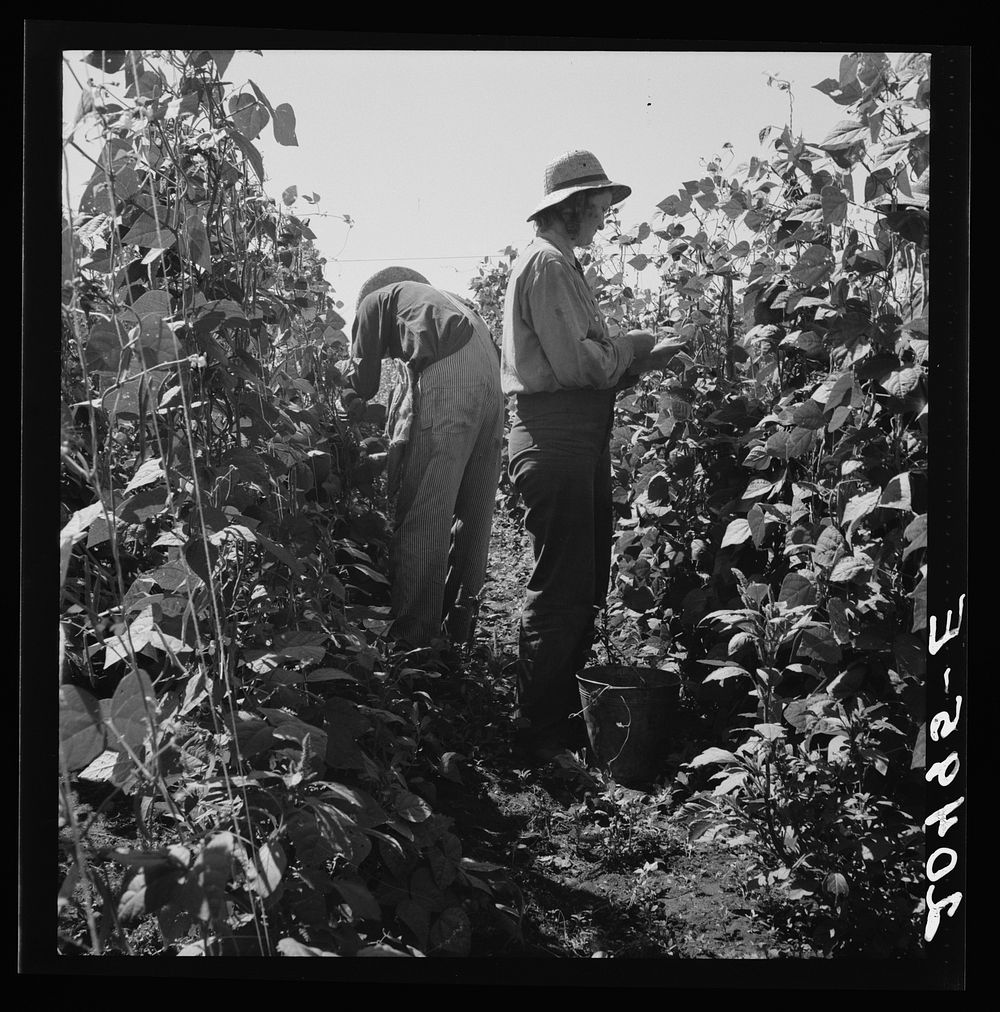 Oregon, Marion County, near West Stayton. Migrant pickers harvesting beans. Farm people came from South Dakota. Sourced from…