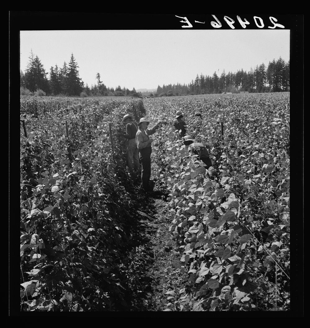 [Untitled photo, possibly related to: Oregon, Marion County, near West Stayton. Migrant pickers harvesting beans. Farm…
